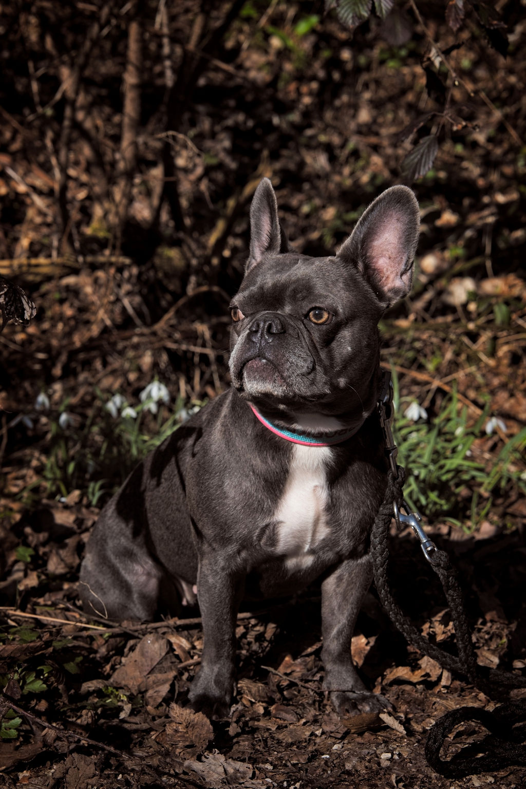Gisela, die Französische Bulldogge, sitzt aufmerksam zwischen Schneeglöckchen